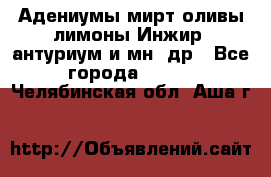 Адениумы,мирт,оливы,лимоны,Инжир, антуриум и мн .др - Все города  »    . Челябинская обл.,Аша г.